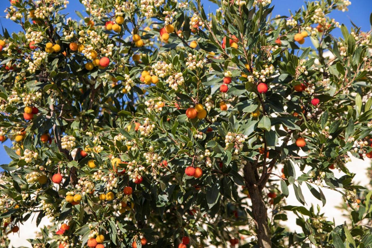 Masseria Lilei Lizzanello 外观 照片